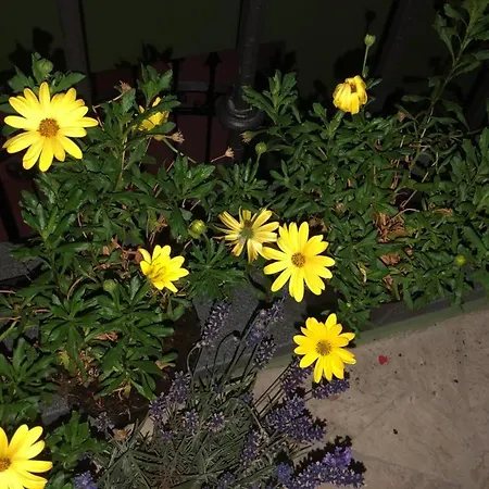 Tom & Jerry Bed & Breakfast